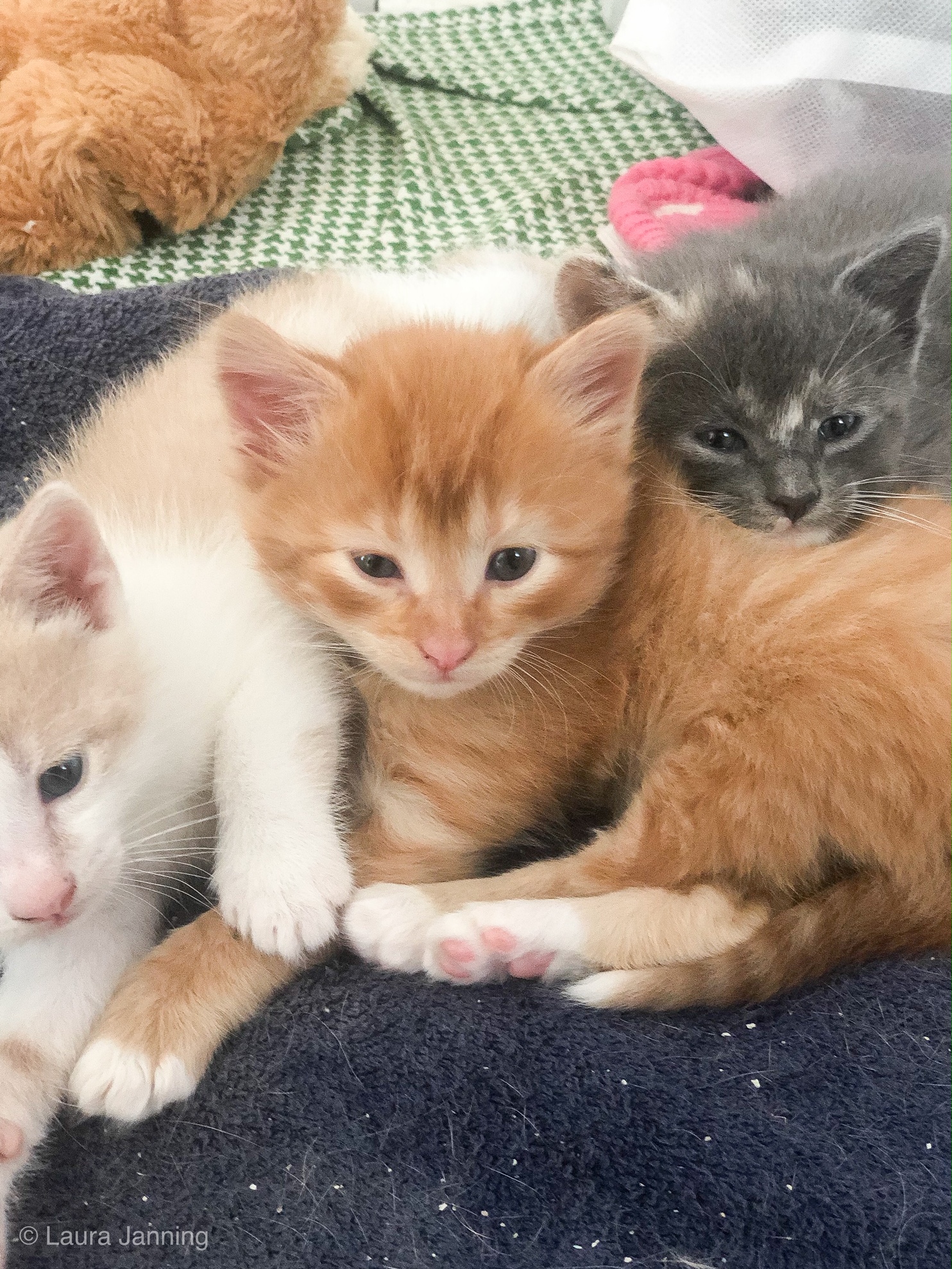 3 baby kittens