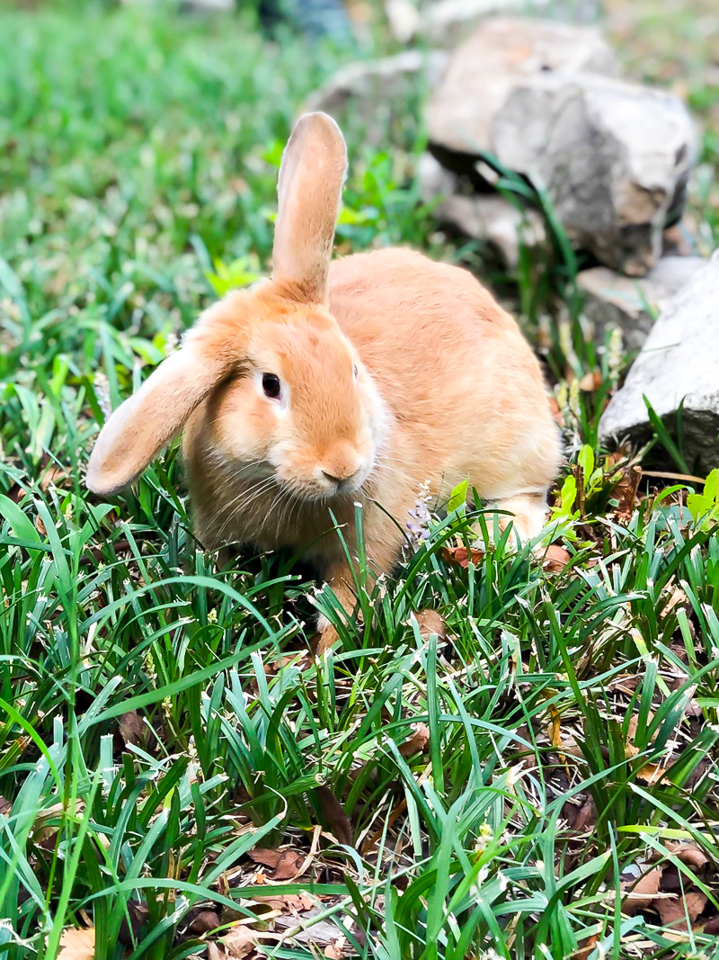 Bunny Care 101 and Simple tips for a healthy bunny