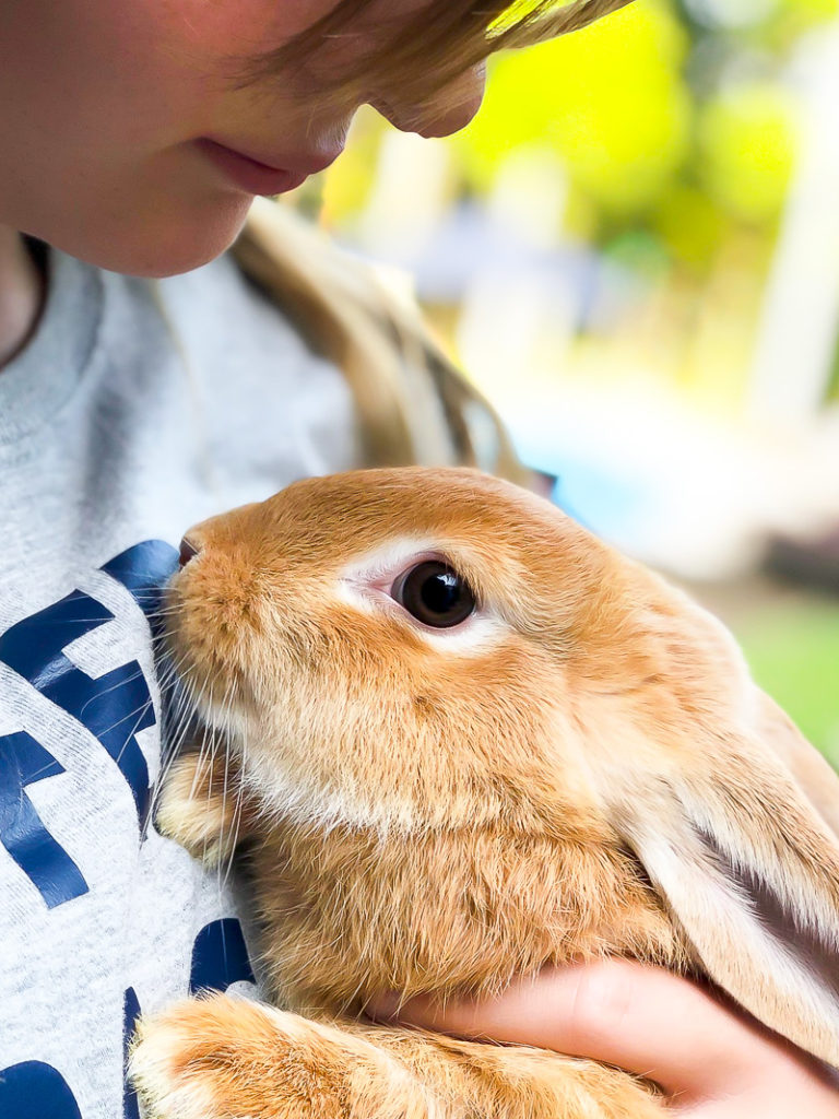 Bunny Care 101 and Simple tips for a healthy bunny