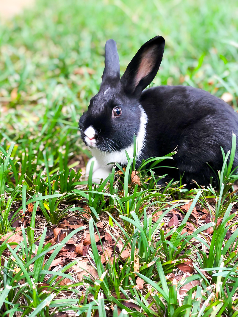 Bunny Care 101 and Simple tips for a healthy bunny