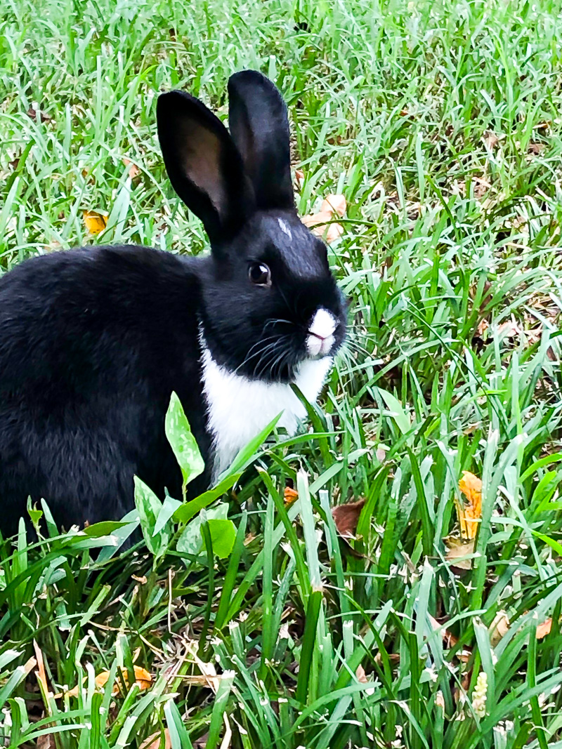 Rabbit care tips for healthy eyes