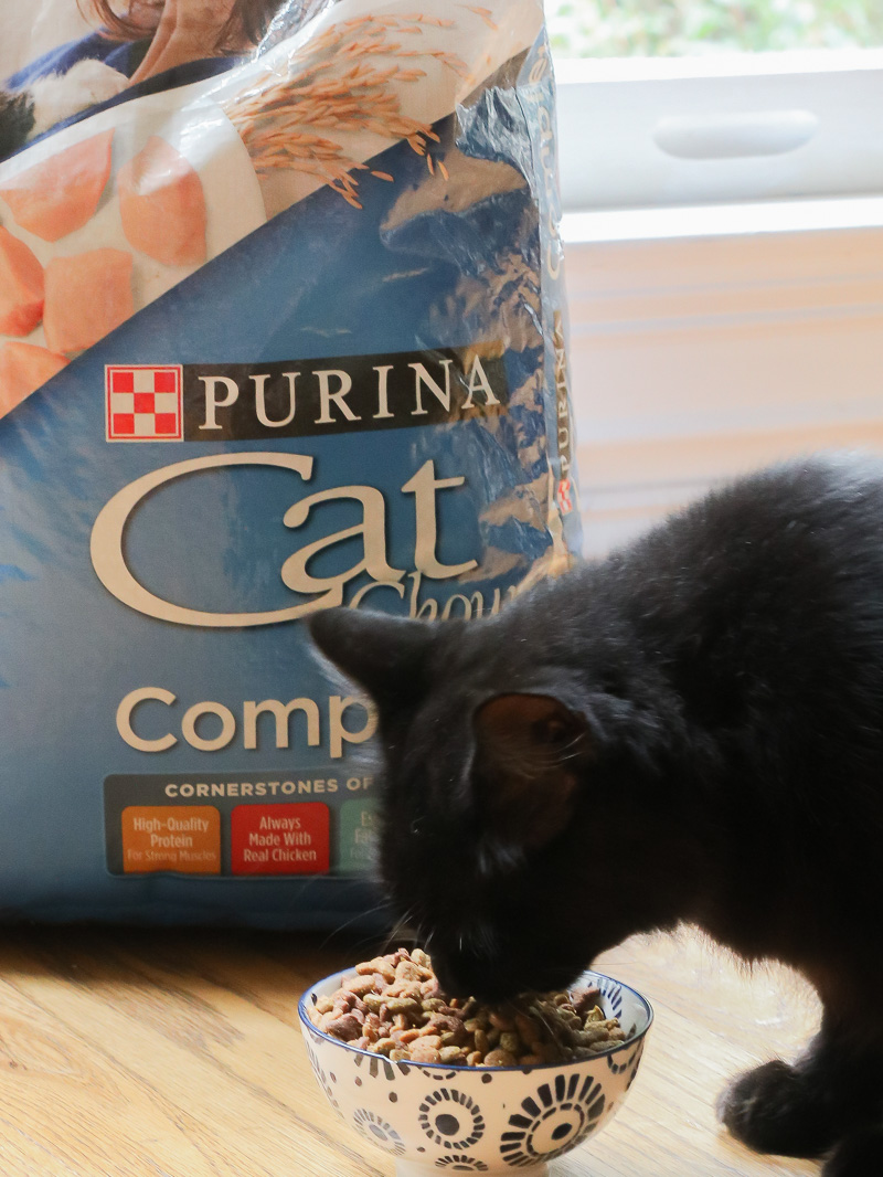 3 Tips to help acclimate new kittens with dogs Duke Manor Farm