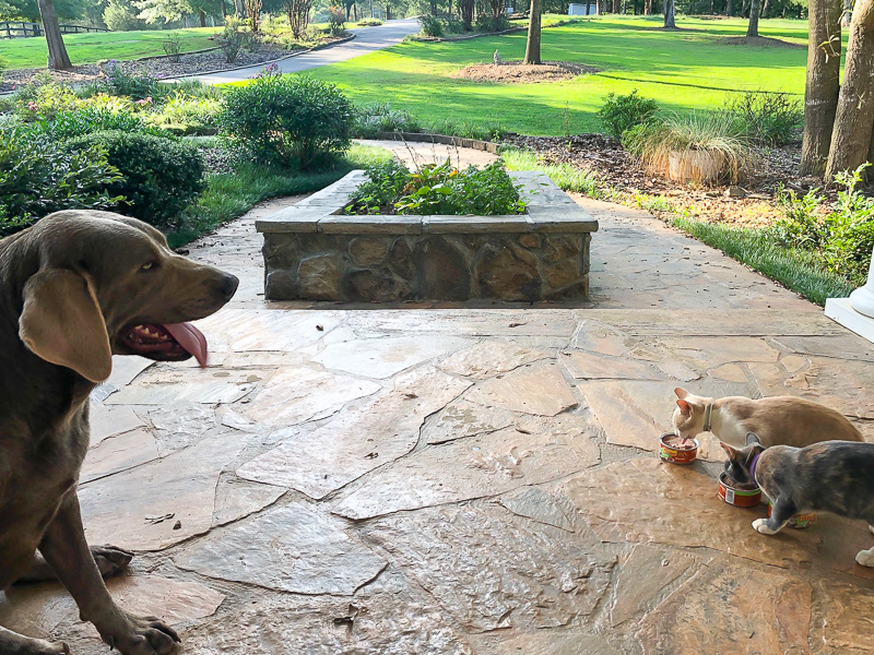 Kittens eating in front of dog