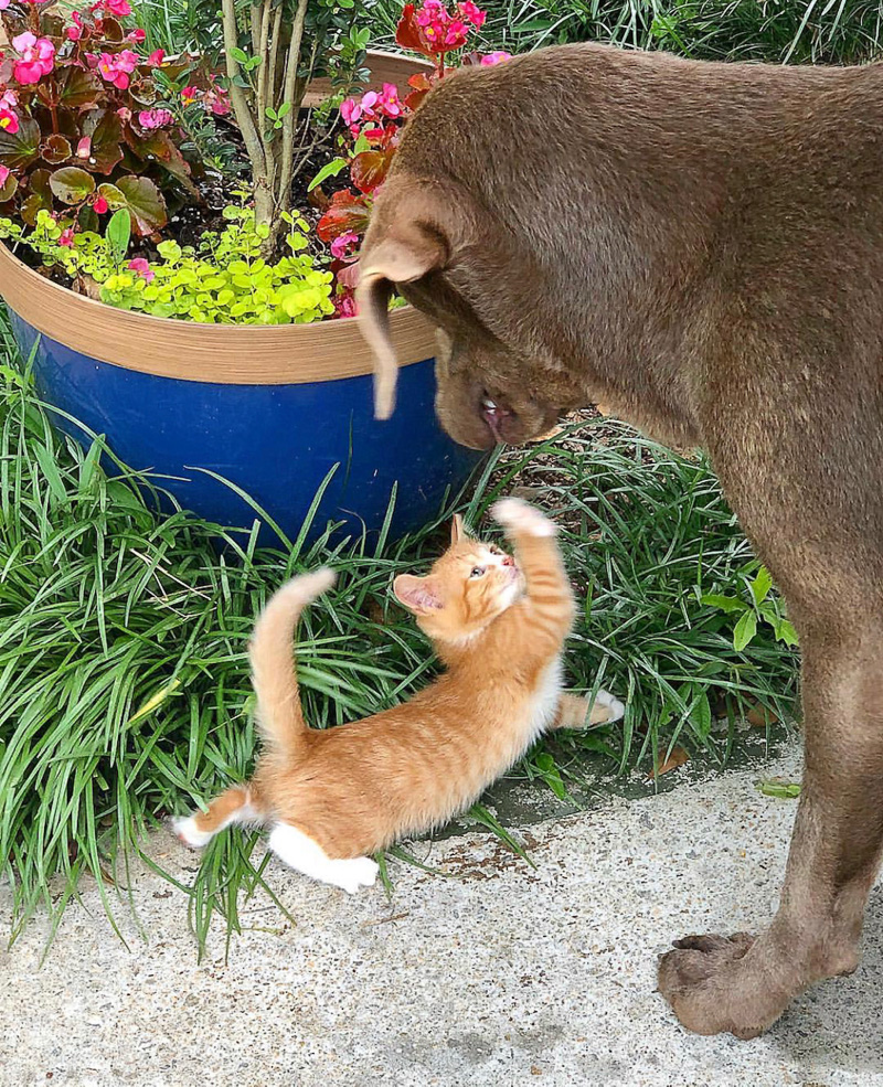 3 Tips to help acclimate new kittens with dogs