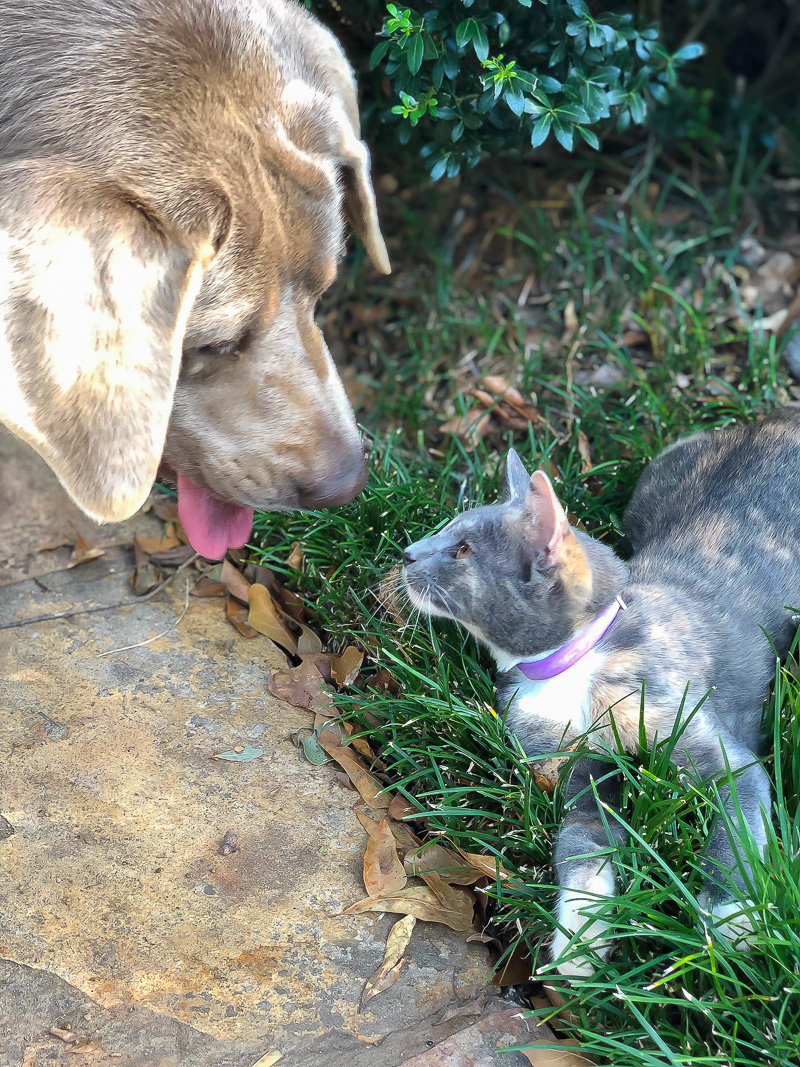 3 Tips to help acclimate new kittens with dogs