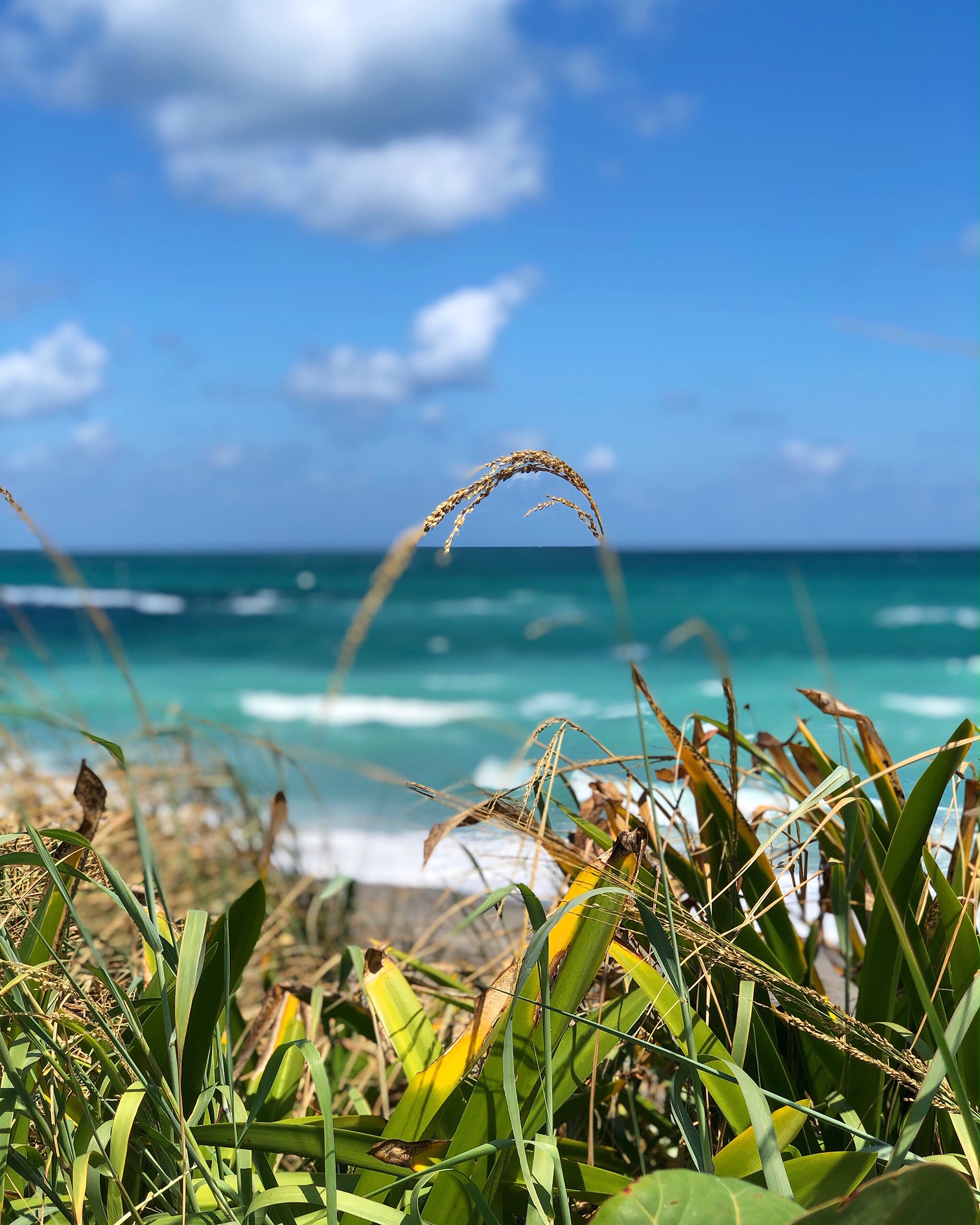 Bowing Rocks in Jupiter Florida