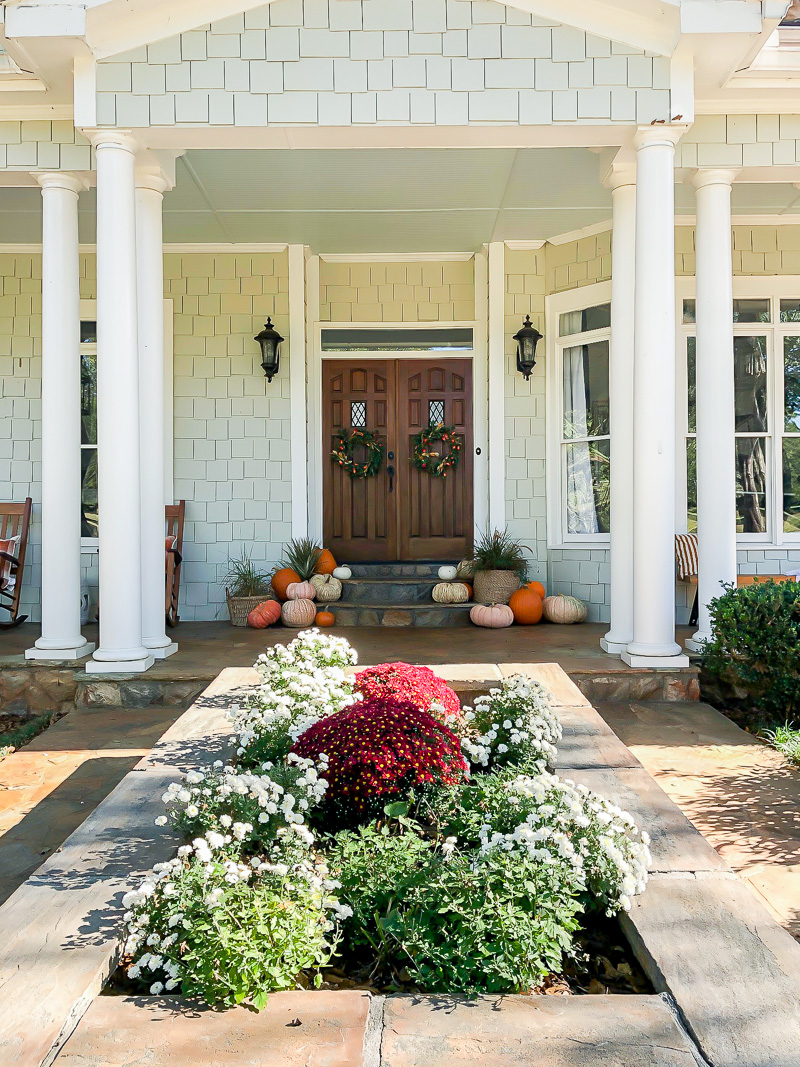 Fall porch mums