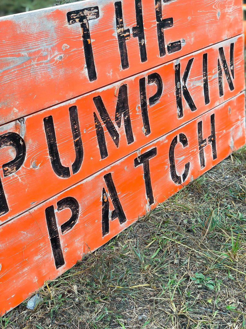 Tips for picking out this years pumpkin