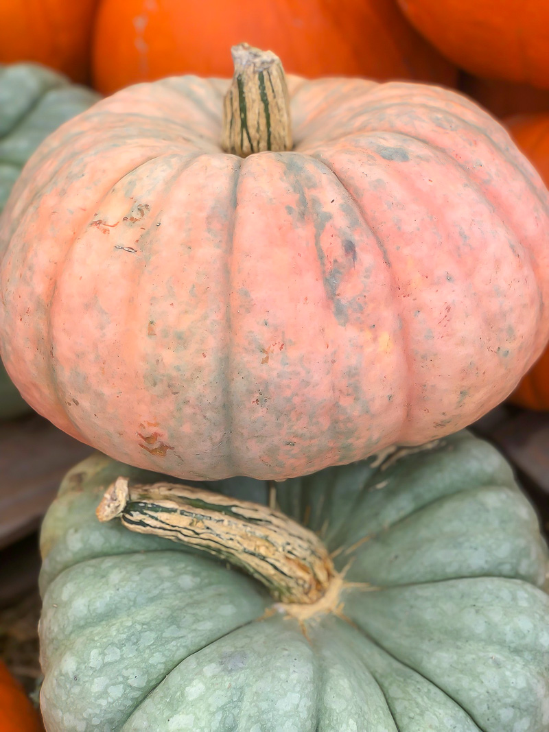 Pumpkin Picking 101 and picking out this years pumpkin