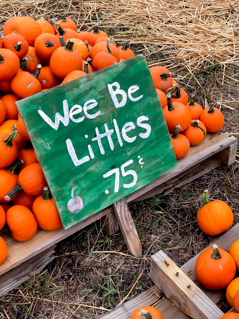 Tips for picking out this years pumpkin