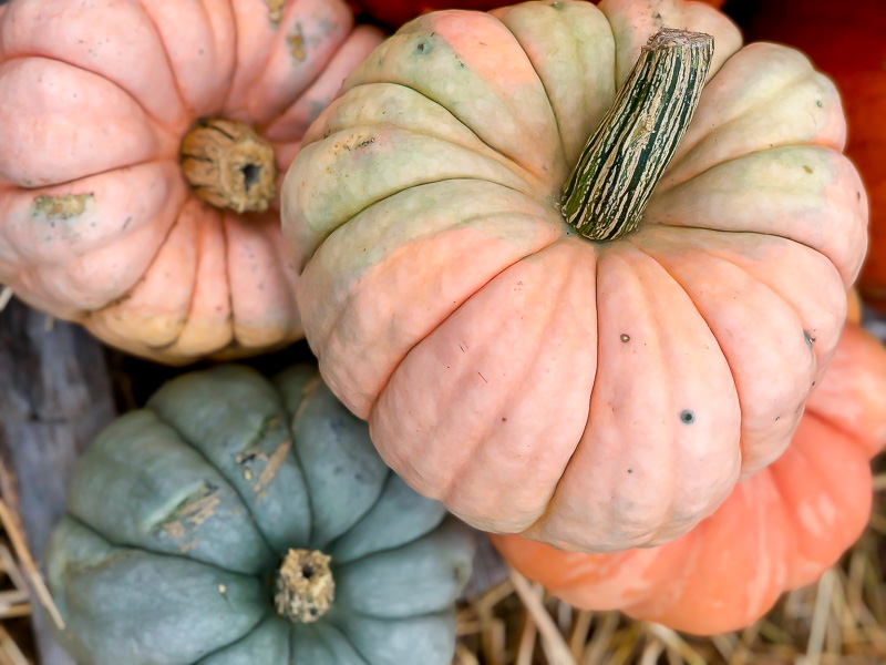 green and blush color pumpkins