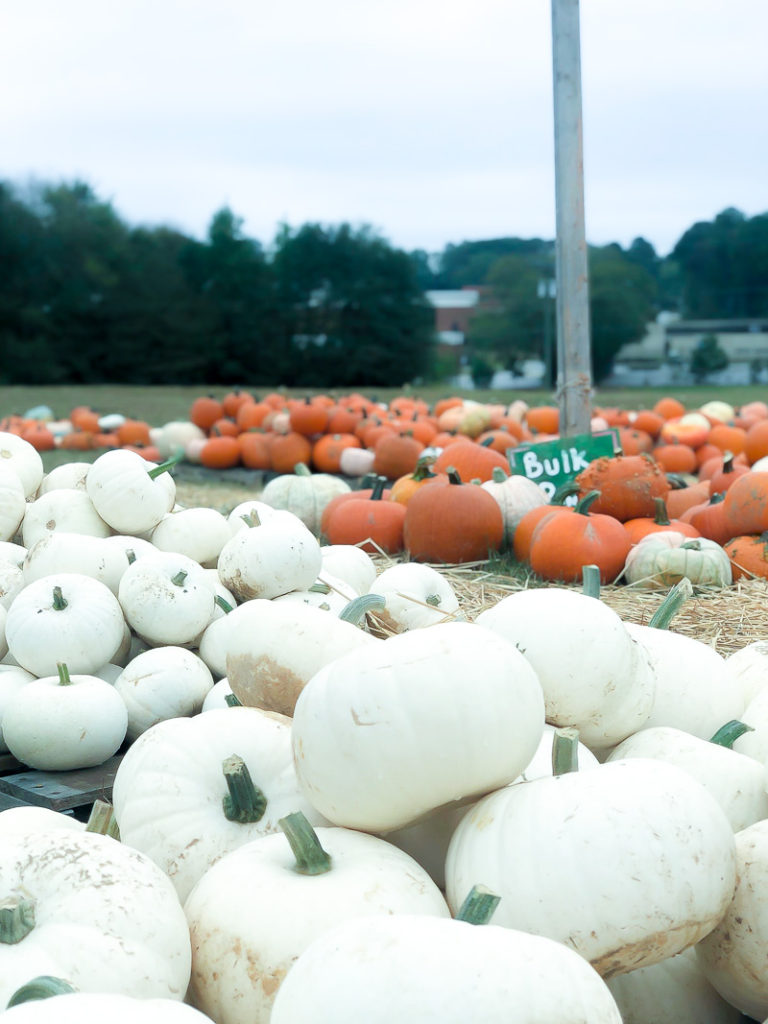 Tips for picking out this years pumpkin