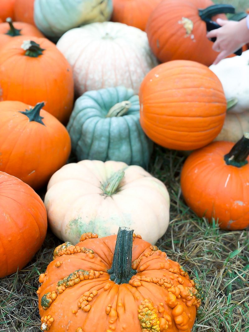 Pumpkin Picking 101 and picking out this years pumpkin