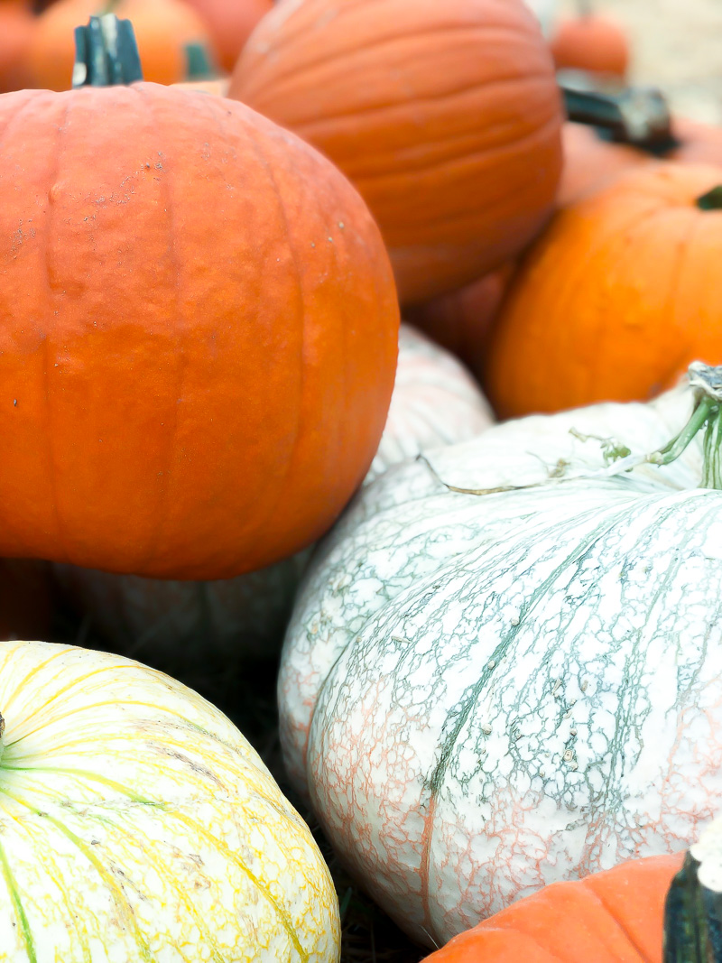 Pumpkin Picking 101 and picking out this years pumpkin