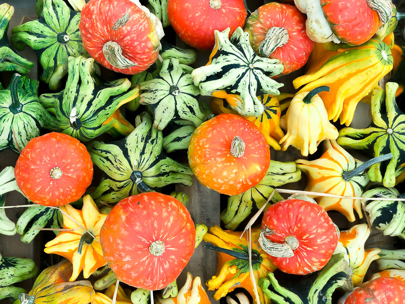 Pumpkin Picking 101 and winged grouds