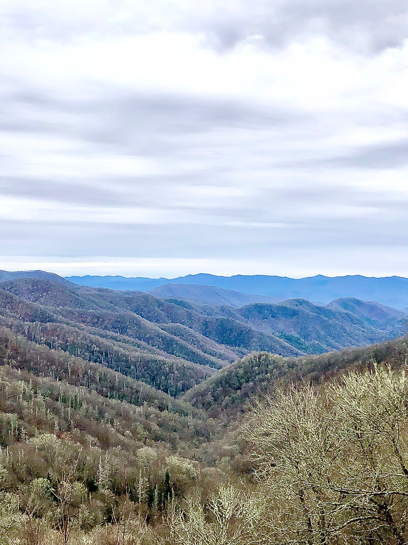 Duke Manor Farm Notables....Smokey Mountains