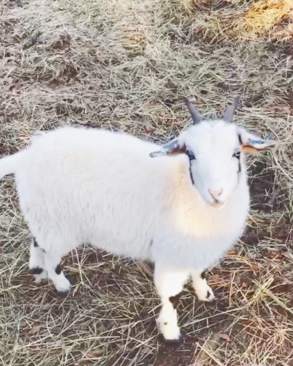 newest goat on the farm at duke manor