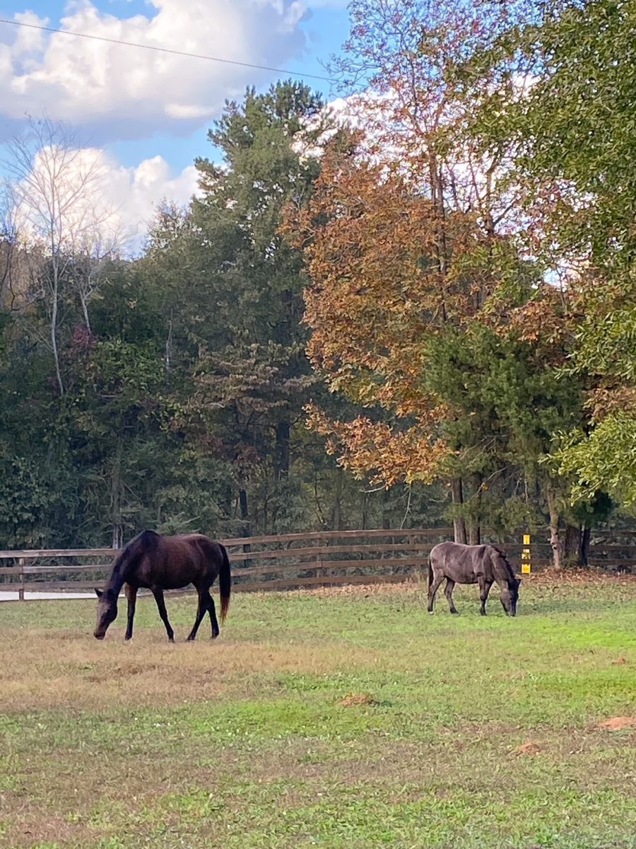 Fall around Duke Manor Farm