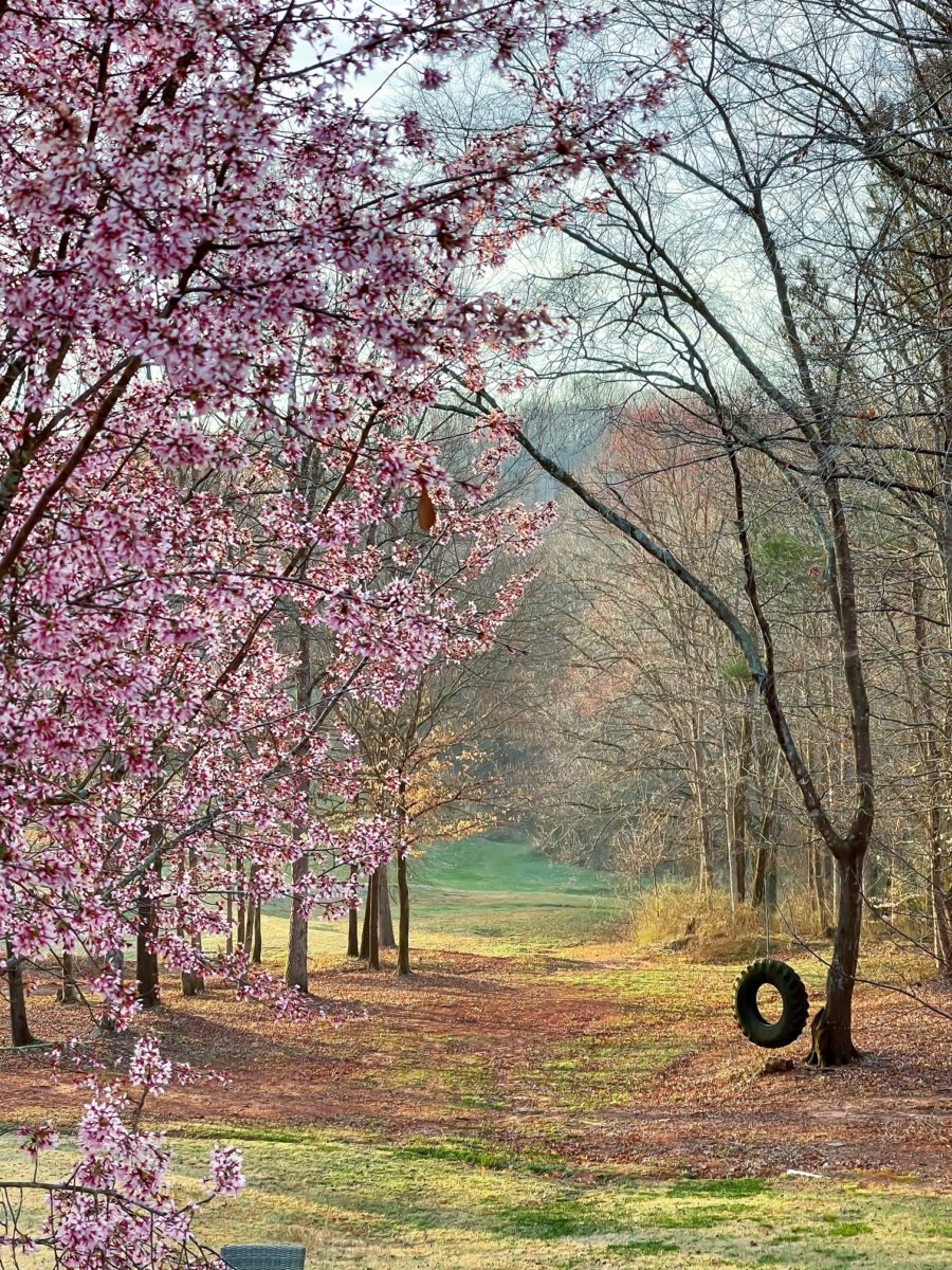 Spring Explosion around Duke Manor Farm