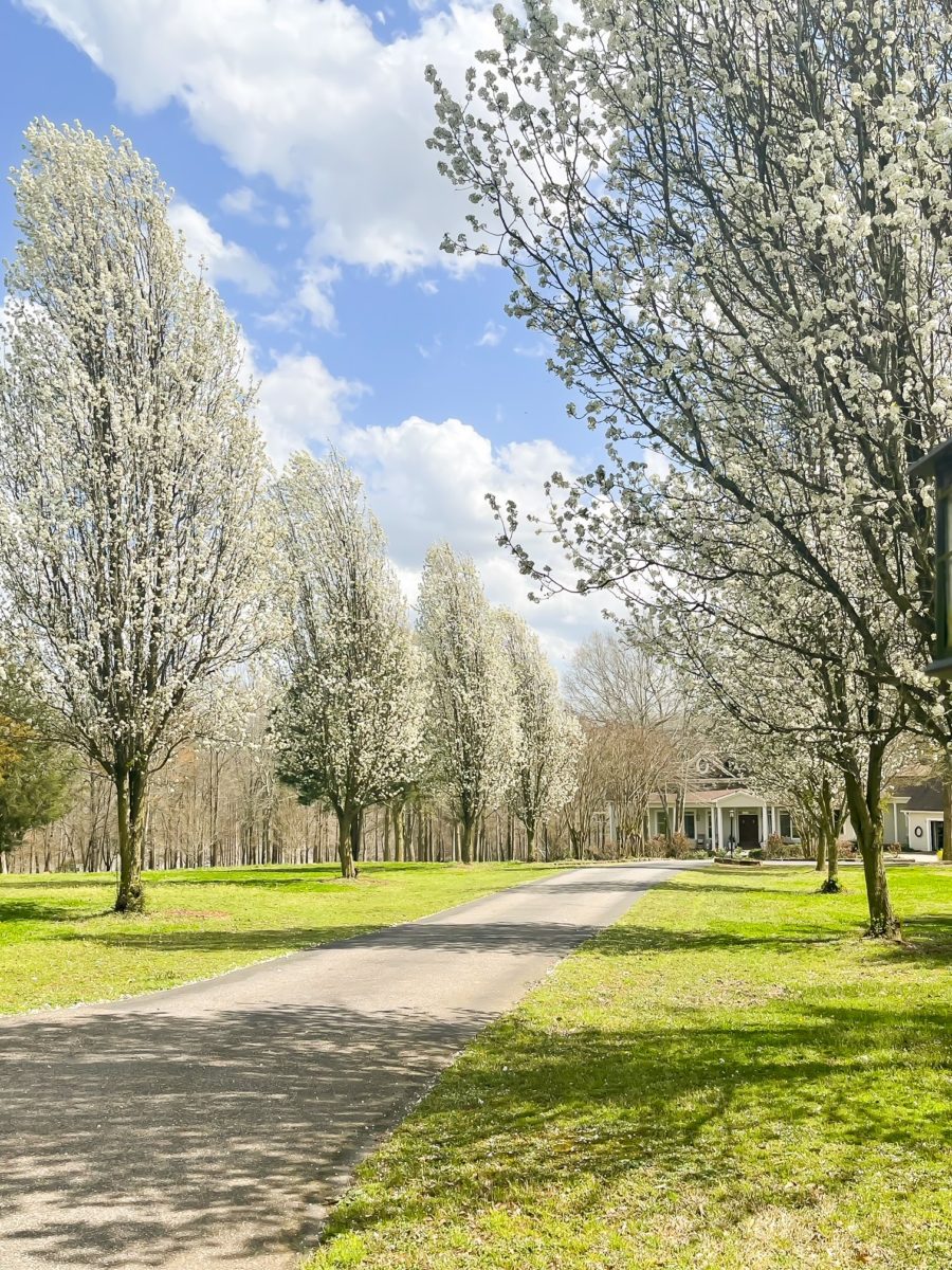 Spring Explosion around Duke Manor Farm