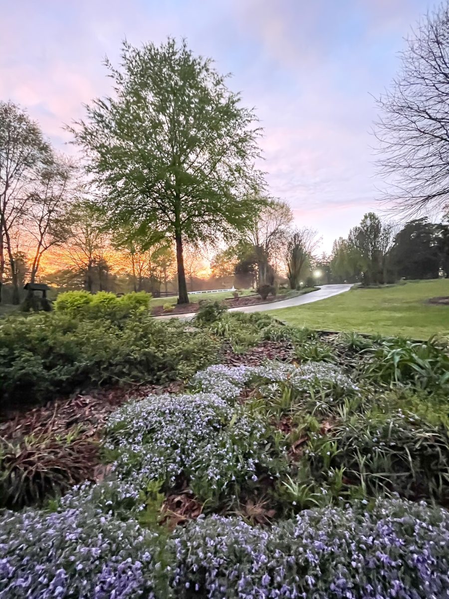 Spring Explosion around Duke Manor Farm