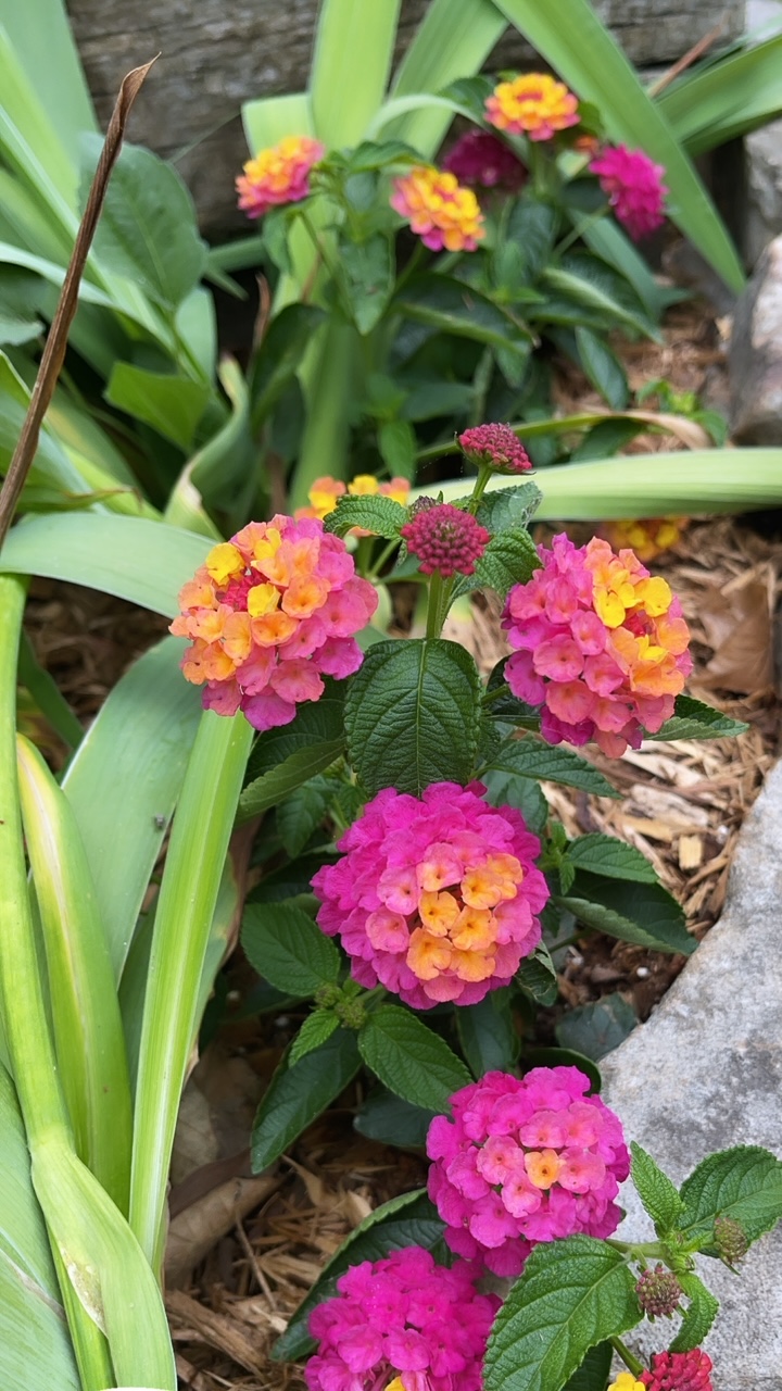 confetti lantana