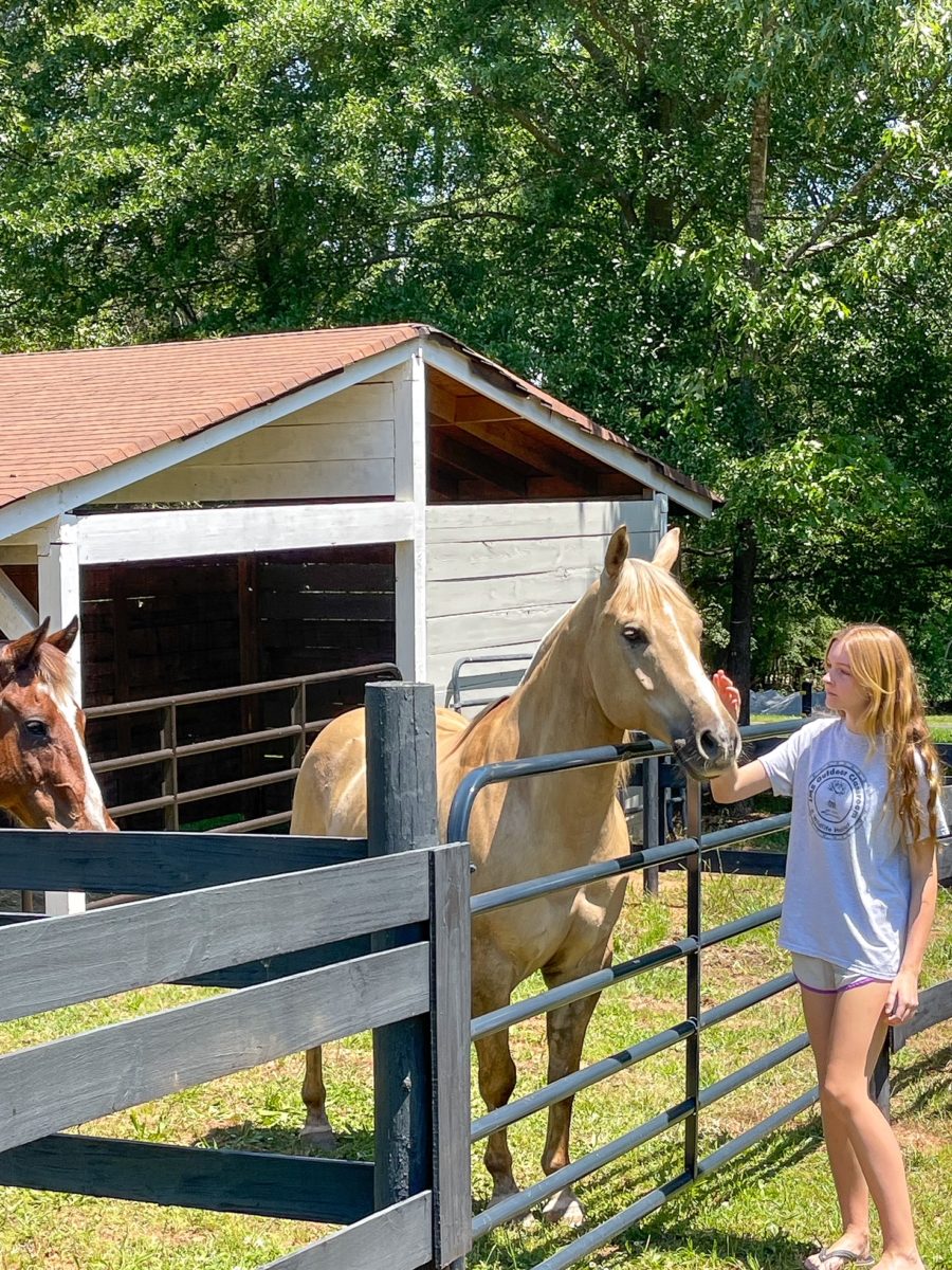 Happenings at Duke Manor Farm 