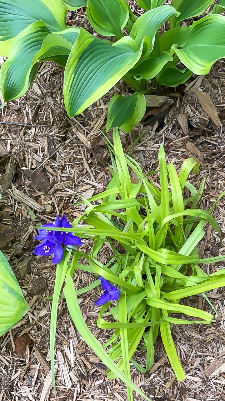 Spiderwort