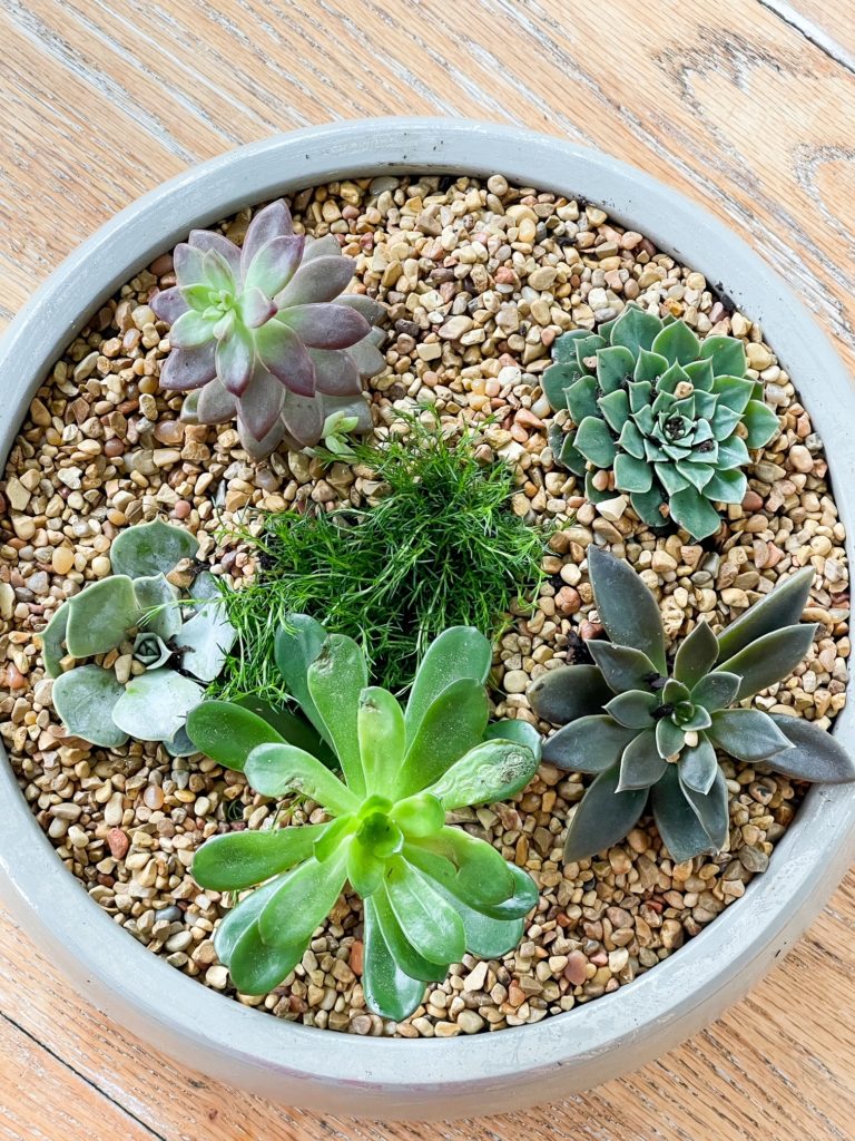 How to create a succulent dish garden