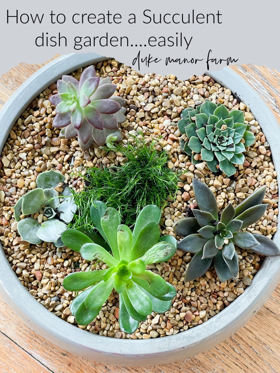 How to create a succulent dish garden