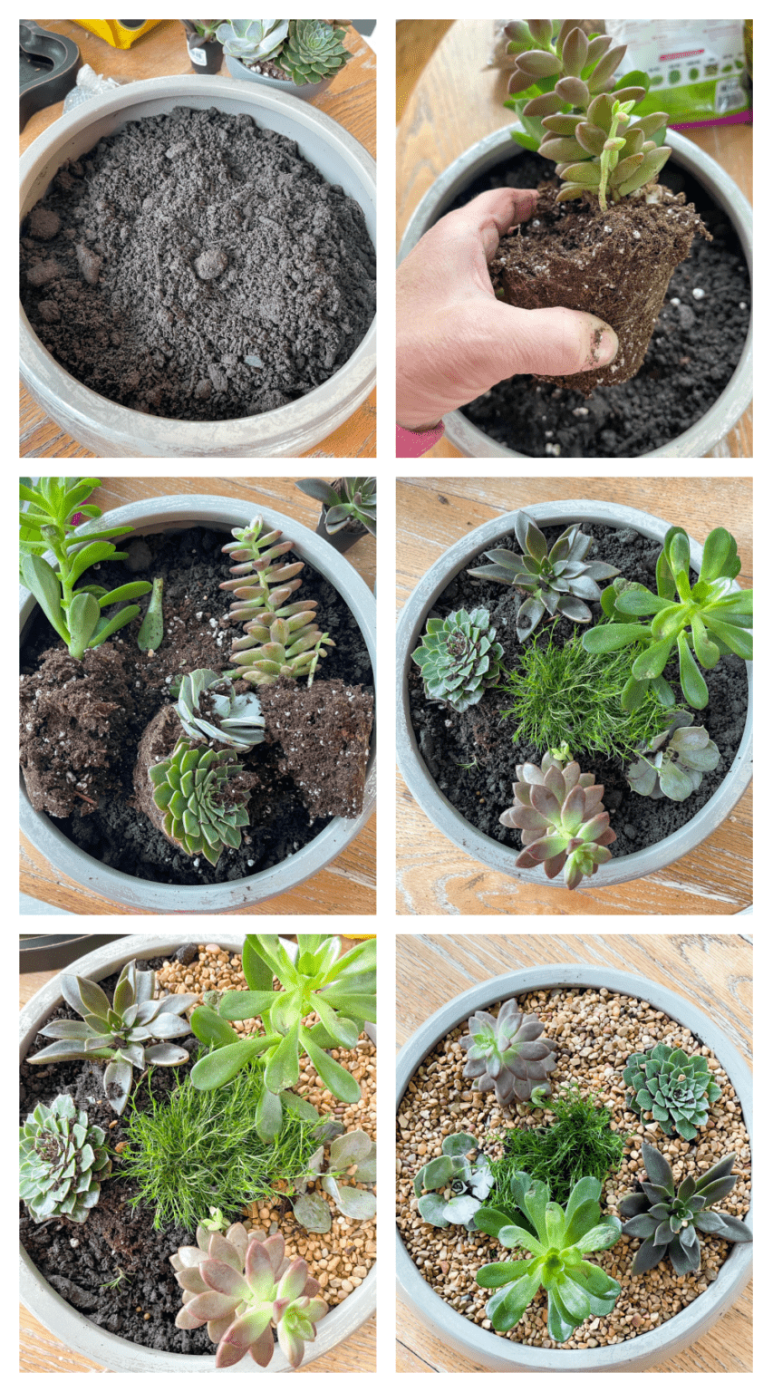 How to create a succulent dish garden - Duke Manor Farm by Laura Janning