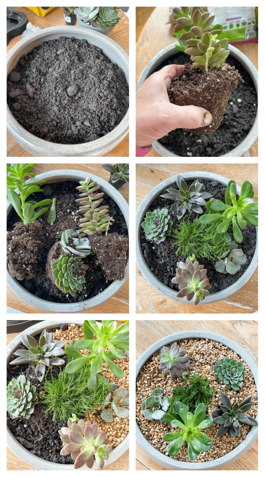 How to create a succulent dish garden