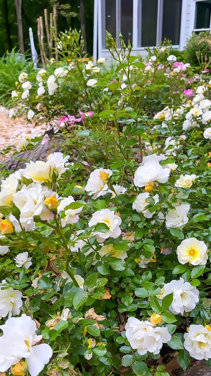 Pink and white tea roses