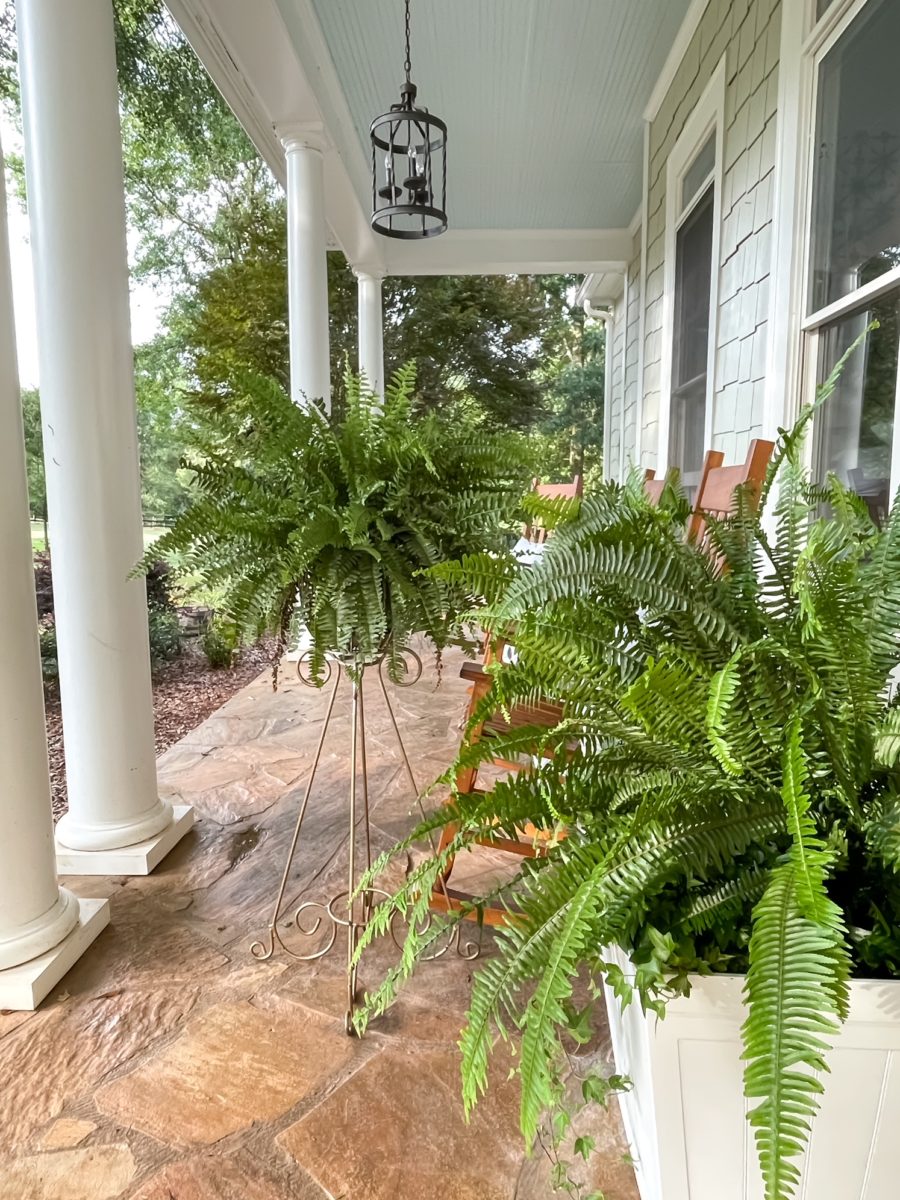 Tips for caring for a Kimberly Queen Fern