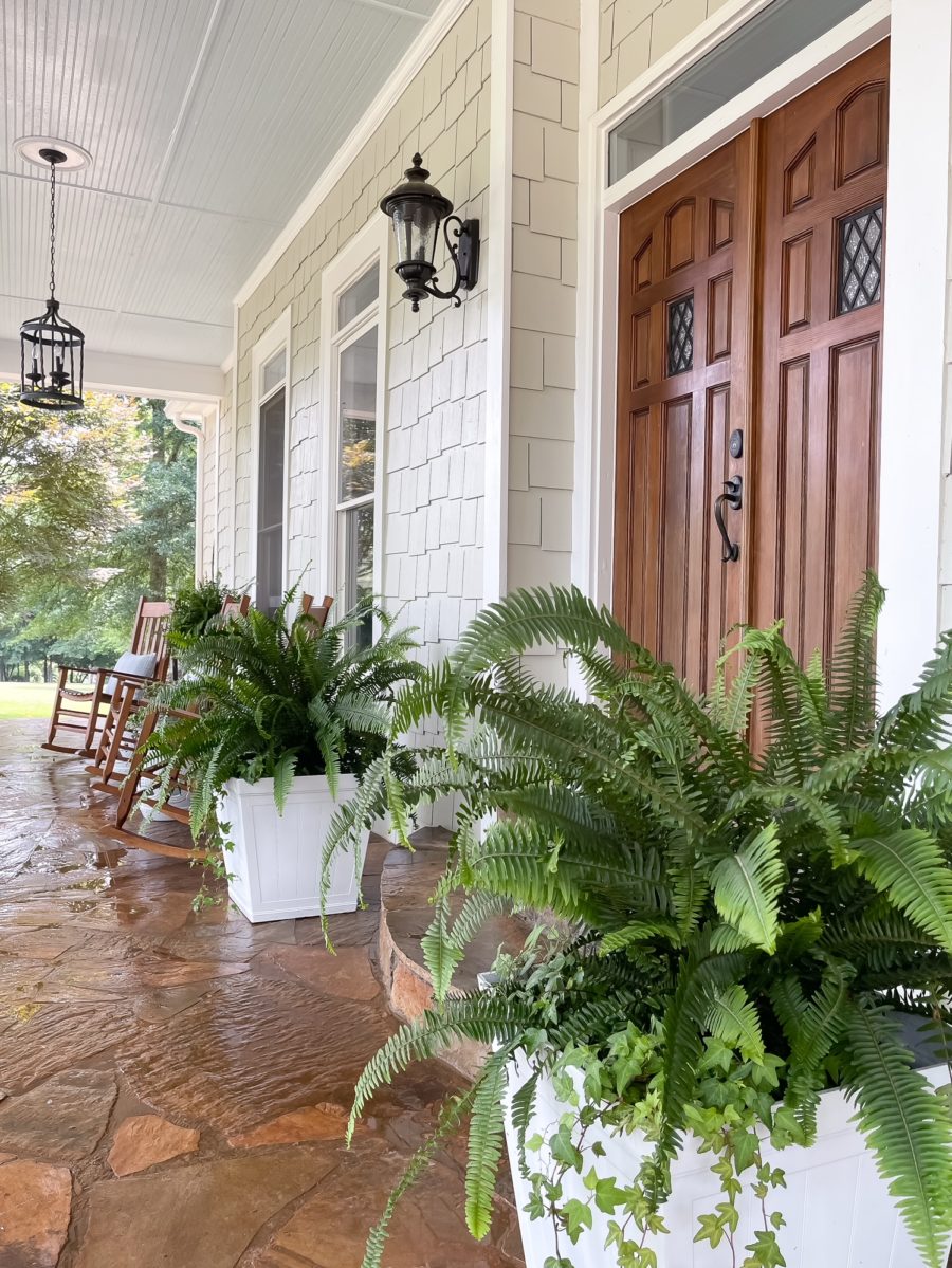 Tips for caring for a Kimberly Queen Fern