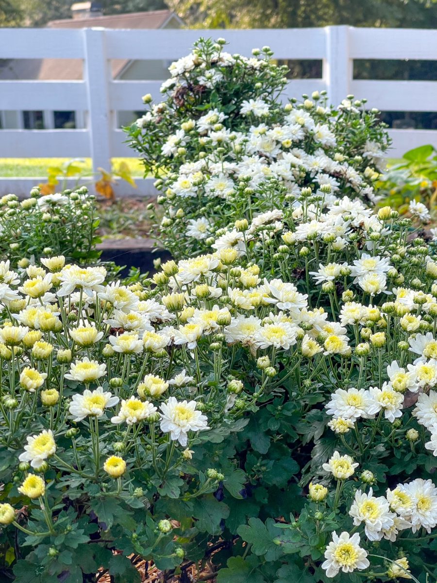 fall mums