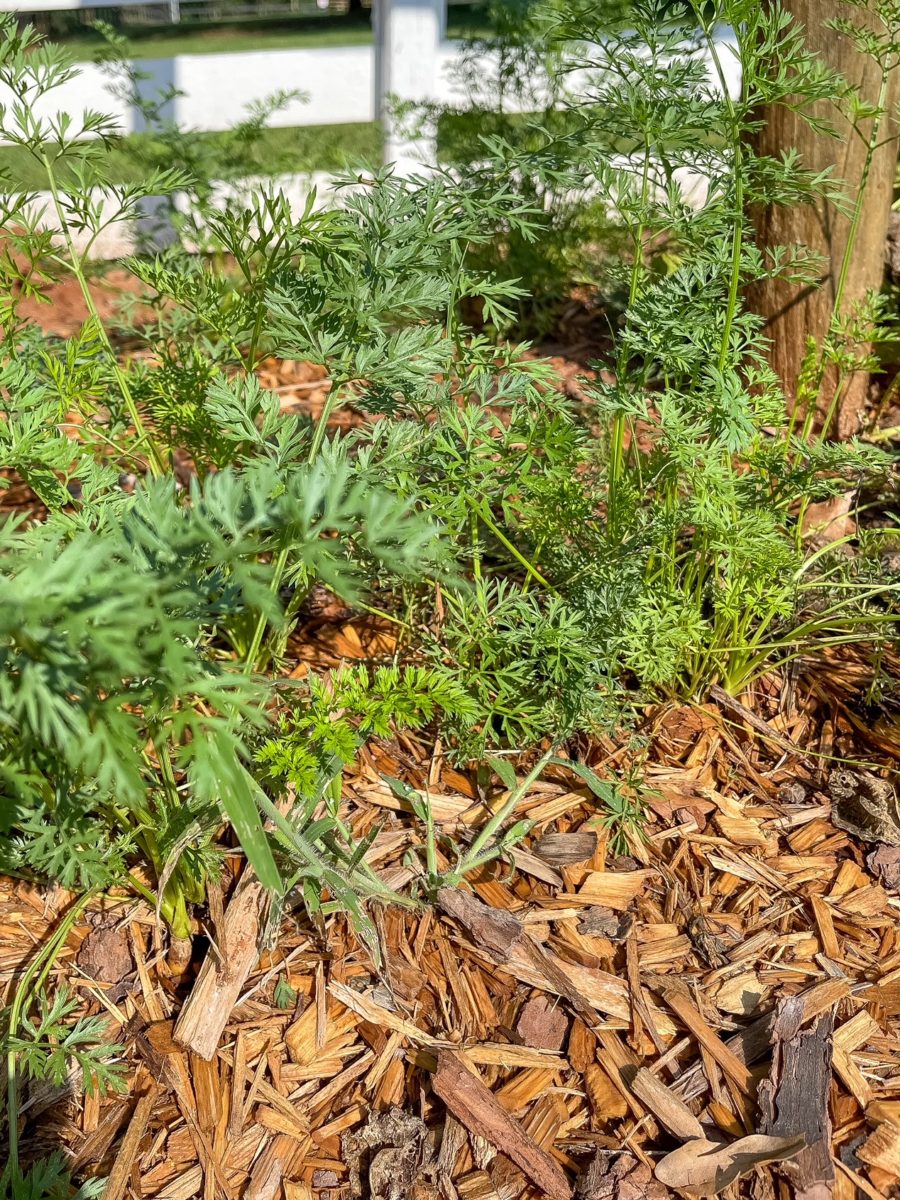 carrots in garden