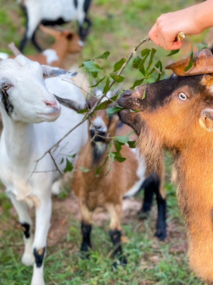 Simple Sunday Vol 1 goats