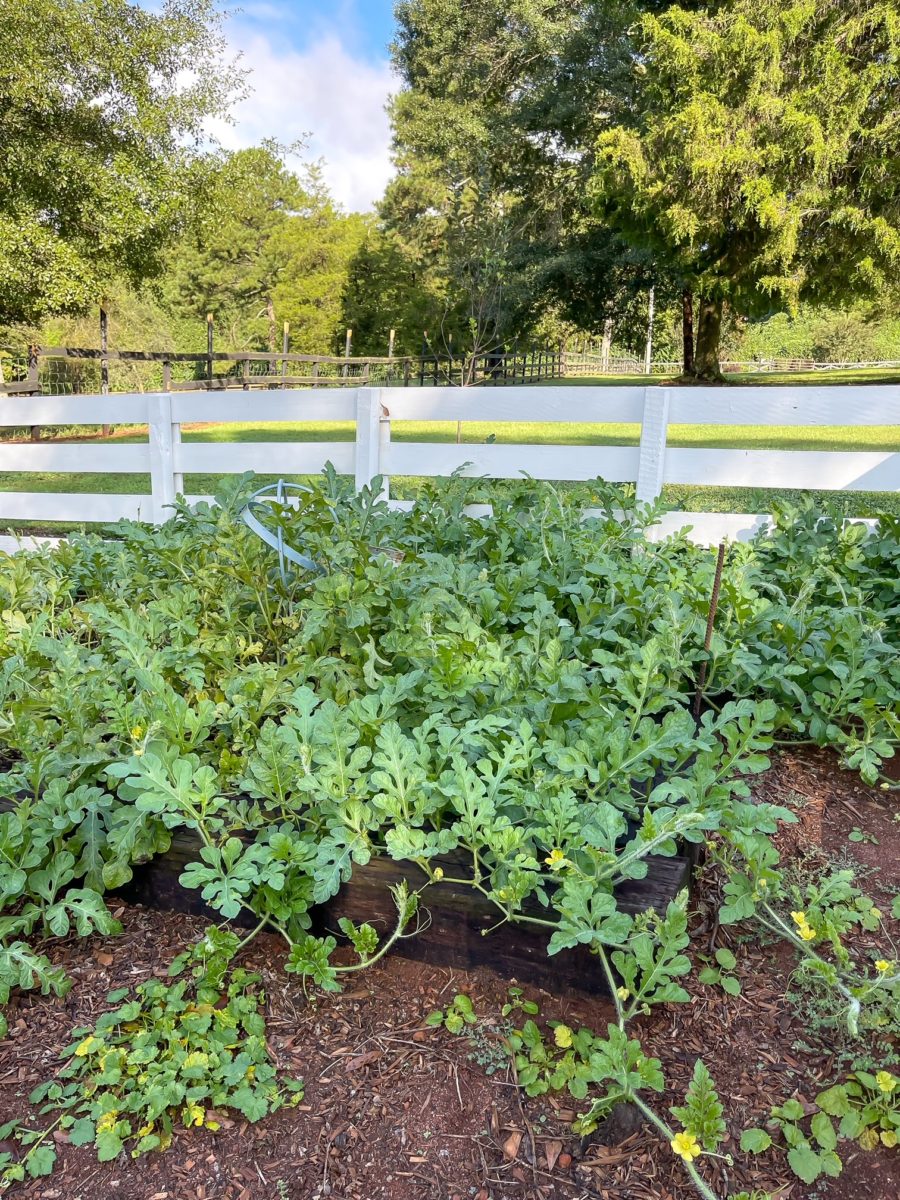 September Garden Tips