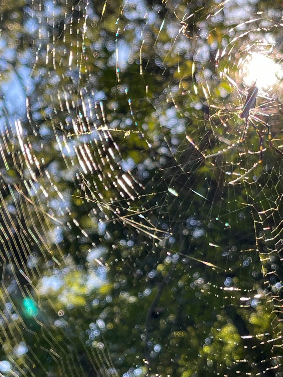 spider web