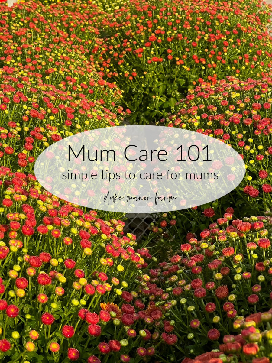 Mum Care 101