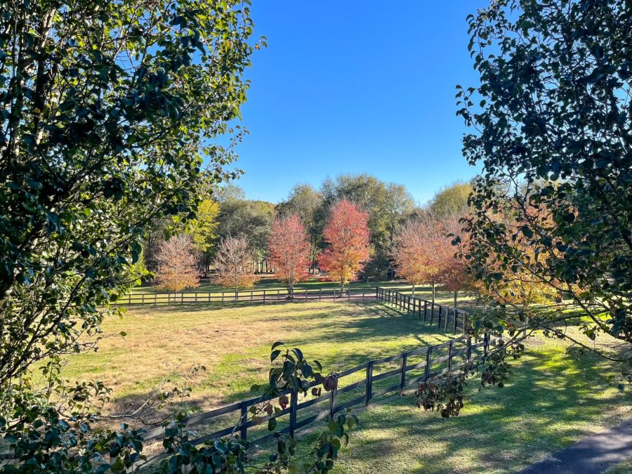 A Fall day around Duke Manor Farm