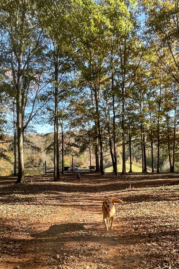 Duke Manor Farm dogs