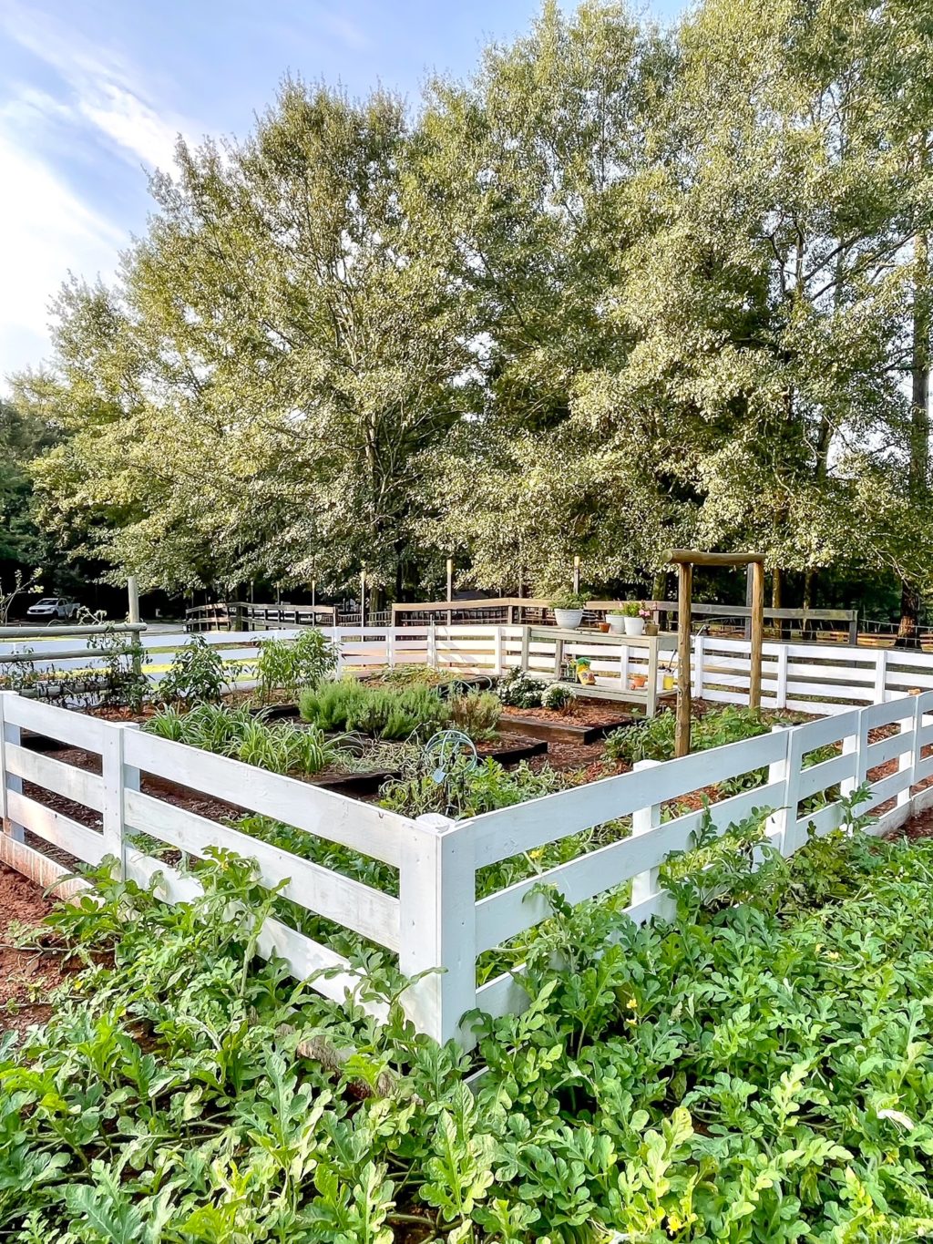 garden with white fence