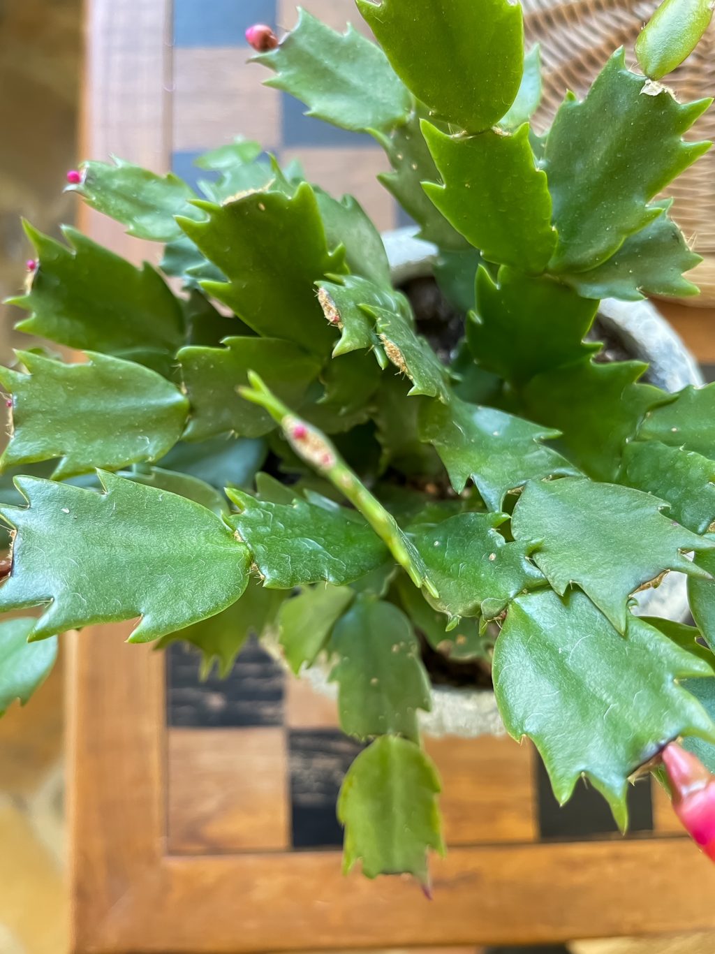 Christmas Cactus