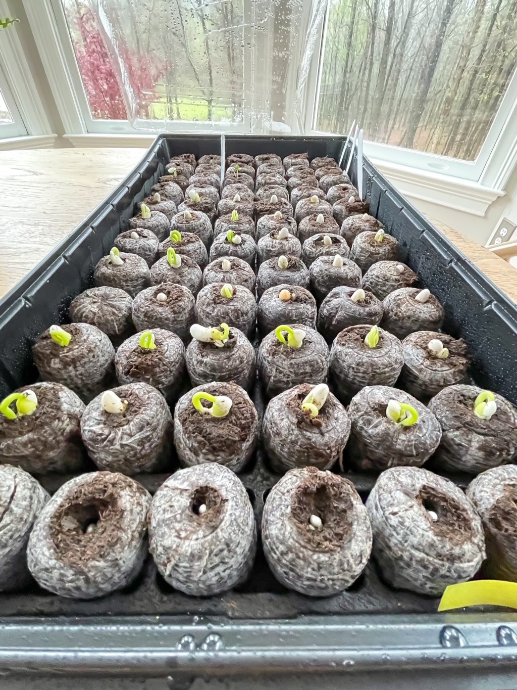 greenhouse tray with peat pellets