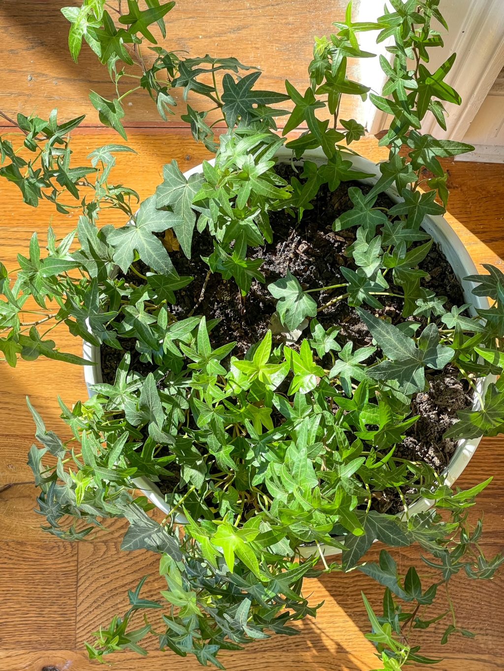 overhead shot of english ivy plant