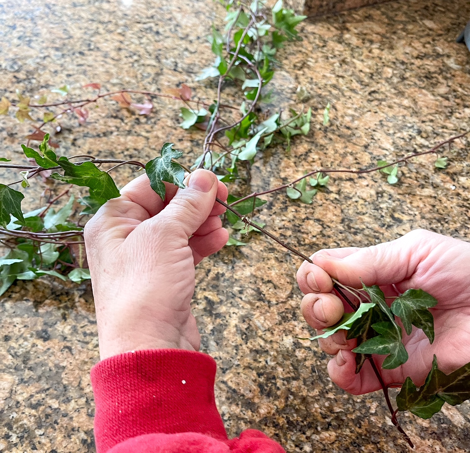 pulling leaves off of ivy plant