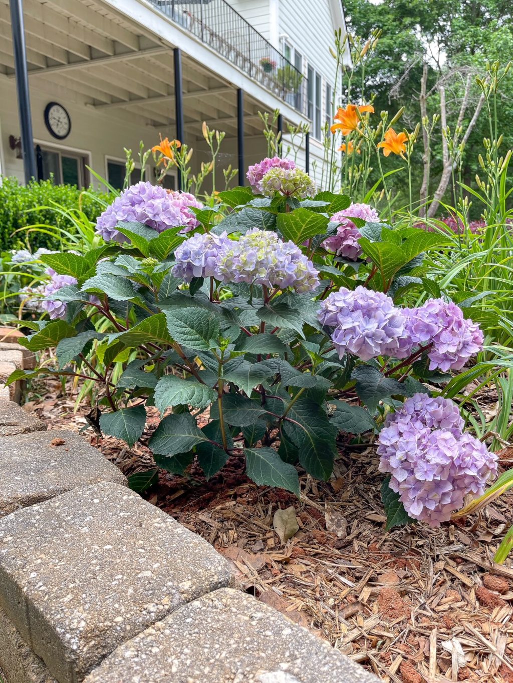 bloomstruck hydrangea