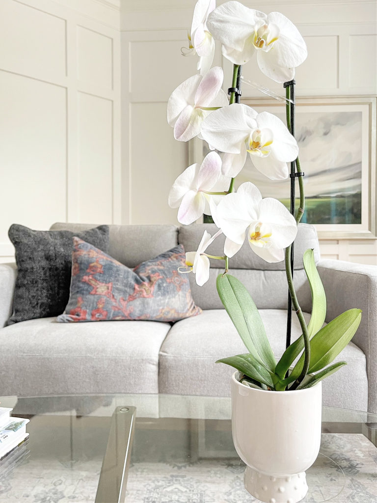 How to Care for Indoor Orchids